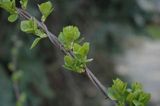 tree_branch_macro